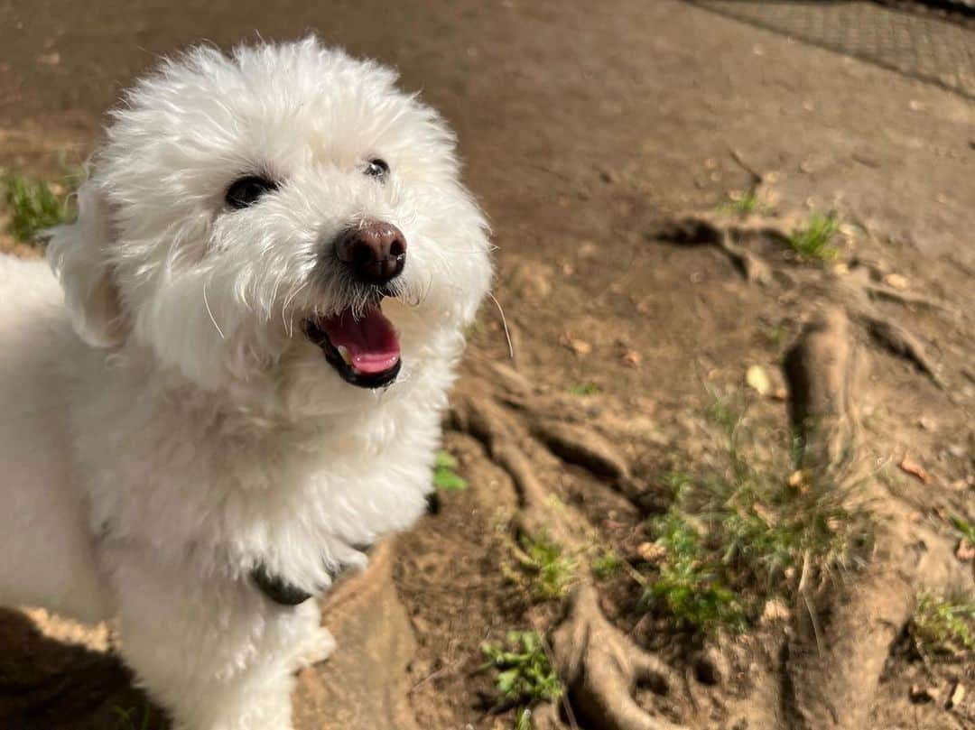 聡太郎さんのインスタグラム写真 - (聡太郎Instagram)「夏の足音。  #dog #toypoodle #summer  #omochi #おもち  #sotaro #聡太郎 #ヤスダソータロー」5月17日 14時57分 - sotarosotaro