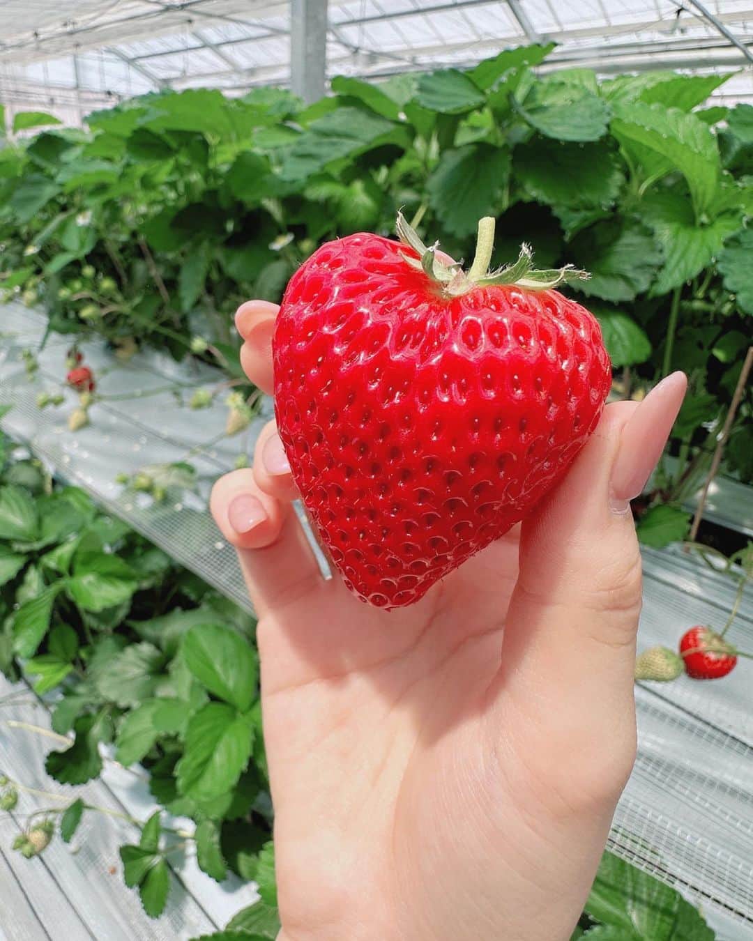 のインスタグラム：「♡♡♡  ハート型....？🍓♡  #吉田恵芽 #05 #ljk #アイドル #いちご狩り」