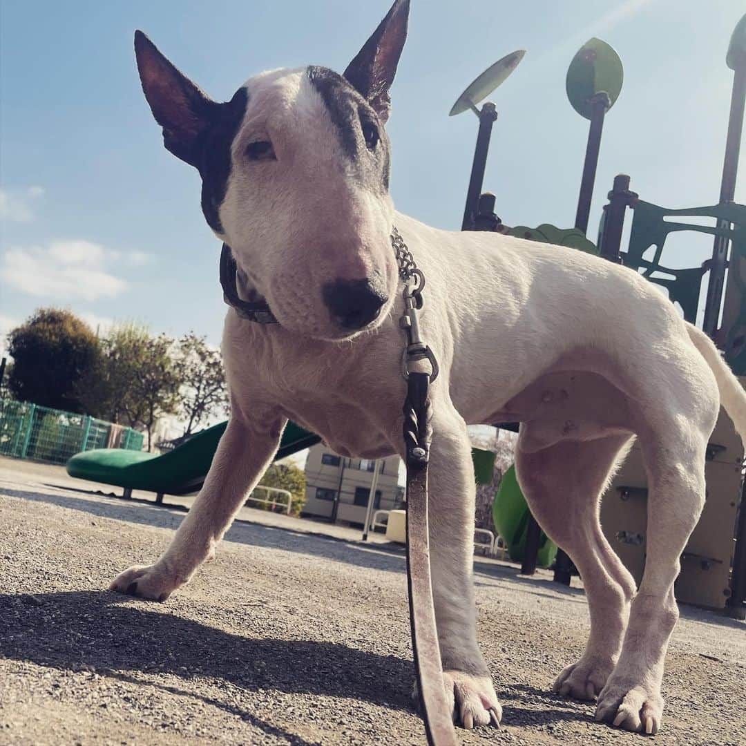 のインスタグラム：「#minituru#bull#terrier#minibullterrier#miniturubullterrier#dog#dogstagram#cute#qtaro#love#family#ミニチュア#ブルテリア#ミニチュアブルテリア#Q太郎」