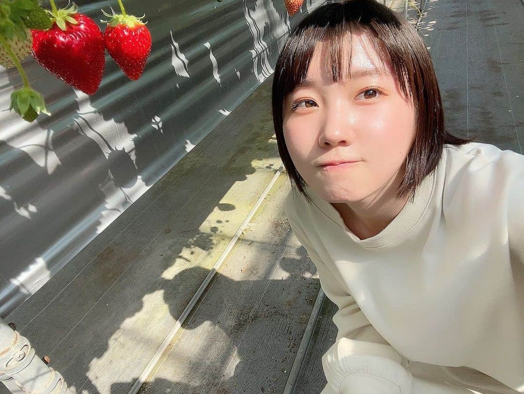 甲斐心愛さんのインスタグラム写真 - (甲斐心愛Instagram)「イチゴ狩り🍓💕  イチゴ何個食べたかな~ 色んな種類あった😚  さちのか?が1番好きでした 甘くて美味しかった🔆    #いちご狩り  #イチゴ」5月17日 16時29分 - k_cocoa1128