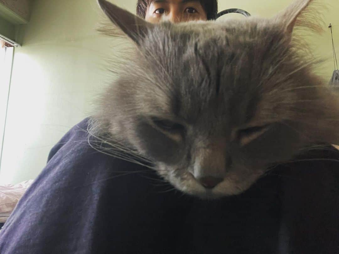 宮崎秋人のインスタグラム：「膝上のウル。  本日で6歳になりました。 おめでとう。  これからも元気でいてくれな。  #cat #happybirthday」