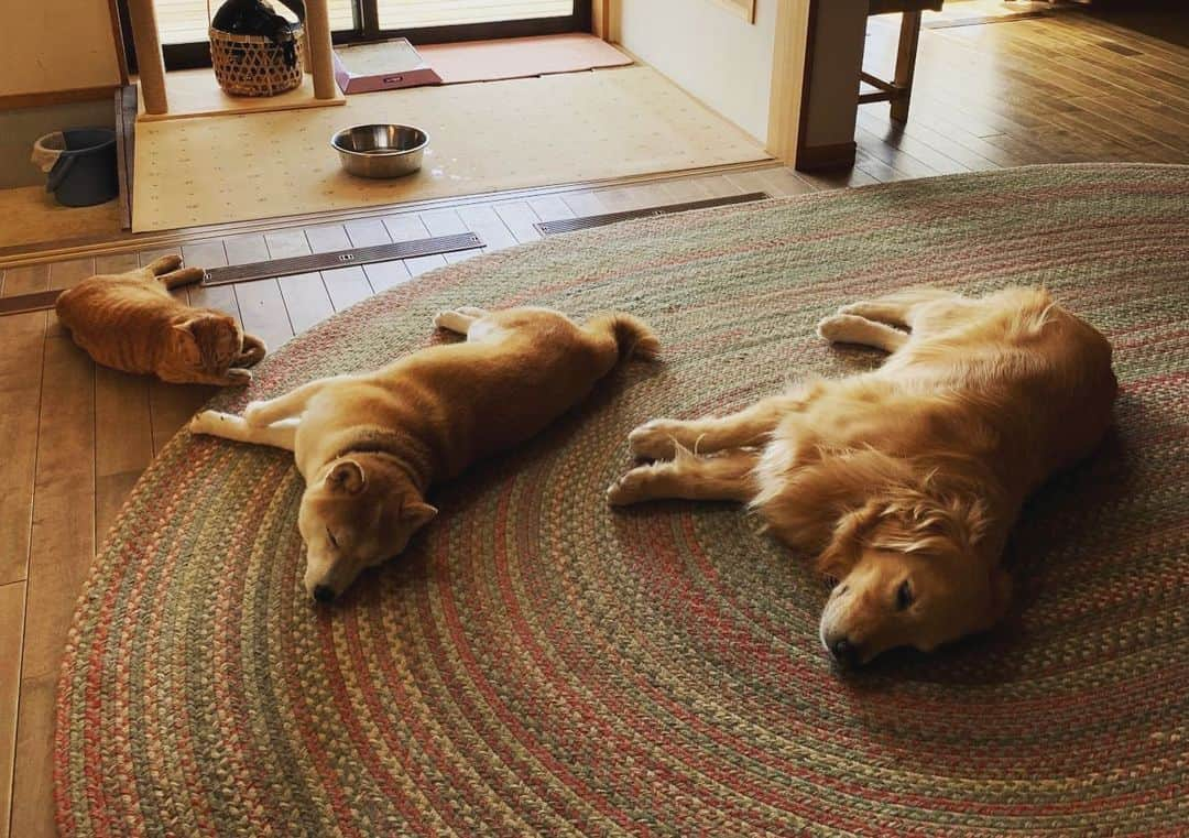 篠原信一さんのインスタグラム写真 - (篠原信一Instagram)「お昼寝中💤 多分チャコは自分を犬だと思ってるな😆 #お昼寝  #仲良し  #しばいぬ  #柴犬 #ごーるでんれとりばー  #ゴールデンレトリバー #茶トラ猫 #ねこ #cat  #保護猫」5月17日 16時59分 - kotetu__niko