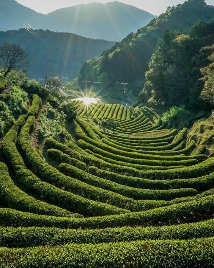 和みわかやまさんのインスタグラム写真 - (和みわかやまInstagram)「. 熊野は、お茶の葉の栽培に適した土地でもあります。那智勝浦で生産される色川茶🍵一番茶が市場に出回るのが楽しみです🌿  📷：@burankoninotta_onji 📍：熊野エリア 那智勝浦町  #グッドトリップ和歌山 投稿キャンペーン優秀賞からのリポストです😉 . . . #和歌山 #和歌山観光 #和歌山旅行 #わかやま #和みわかやま #wakayama #wakayamajapan #wakayamatrip #wakayamatravel #nagomi_wakayama #wakayamagram #色川茶 #一番茶 #那智勝浦 #熊野 #茶畑 #teafields #tealeaves #nachi #kumano #旅行 #国内旅行 #旅行好きな人と繋がりたい #観光 #travel #trip #travelgram #japan #travelphotography」5月17日 17時00分 - nagomi_wakayama_tourism