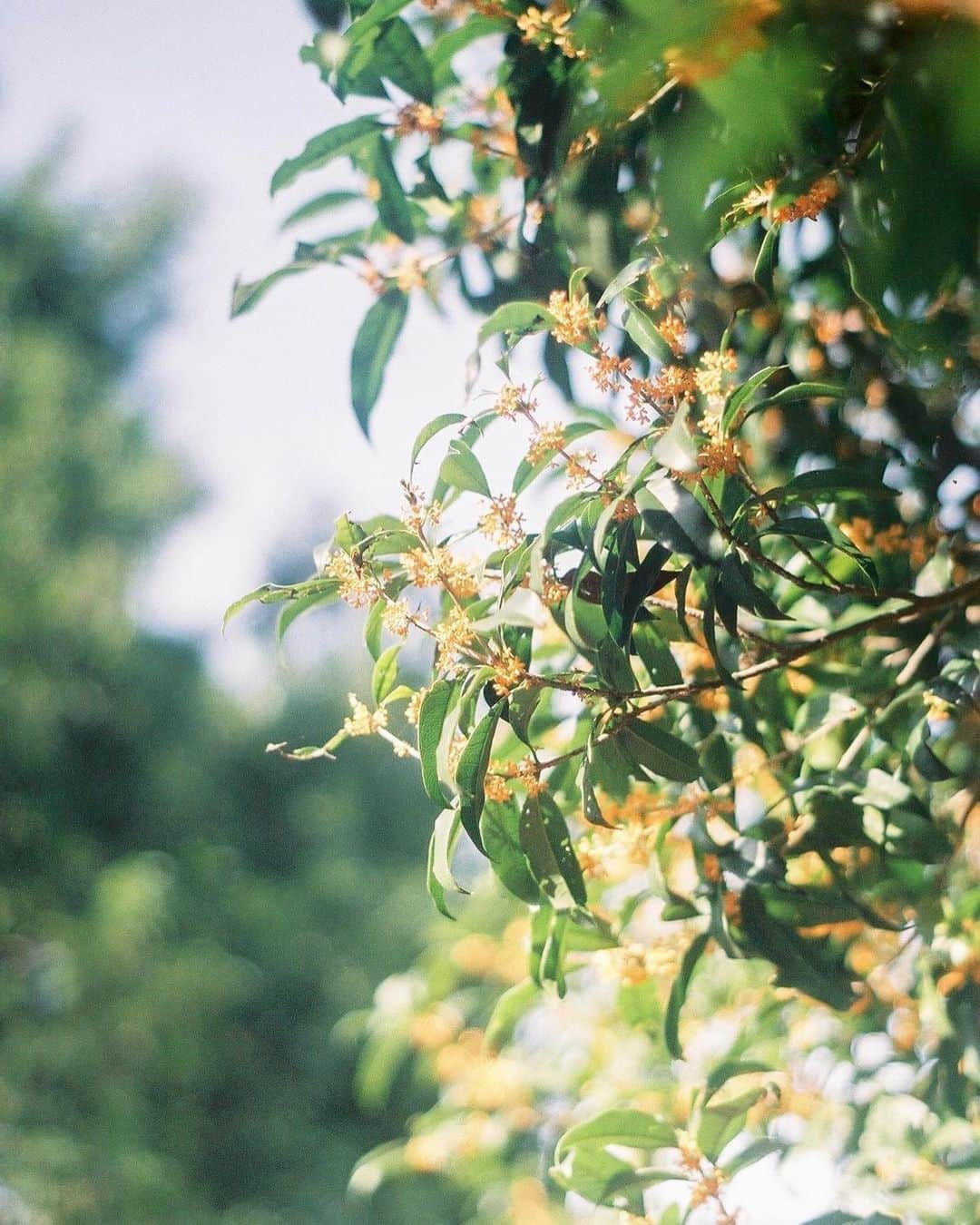 花澤杏華さんのインスタグラム写真 - (花澤杏華Instagram)「花唄」5月17日 19時00分 - aprico7_