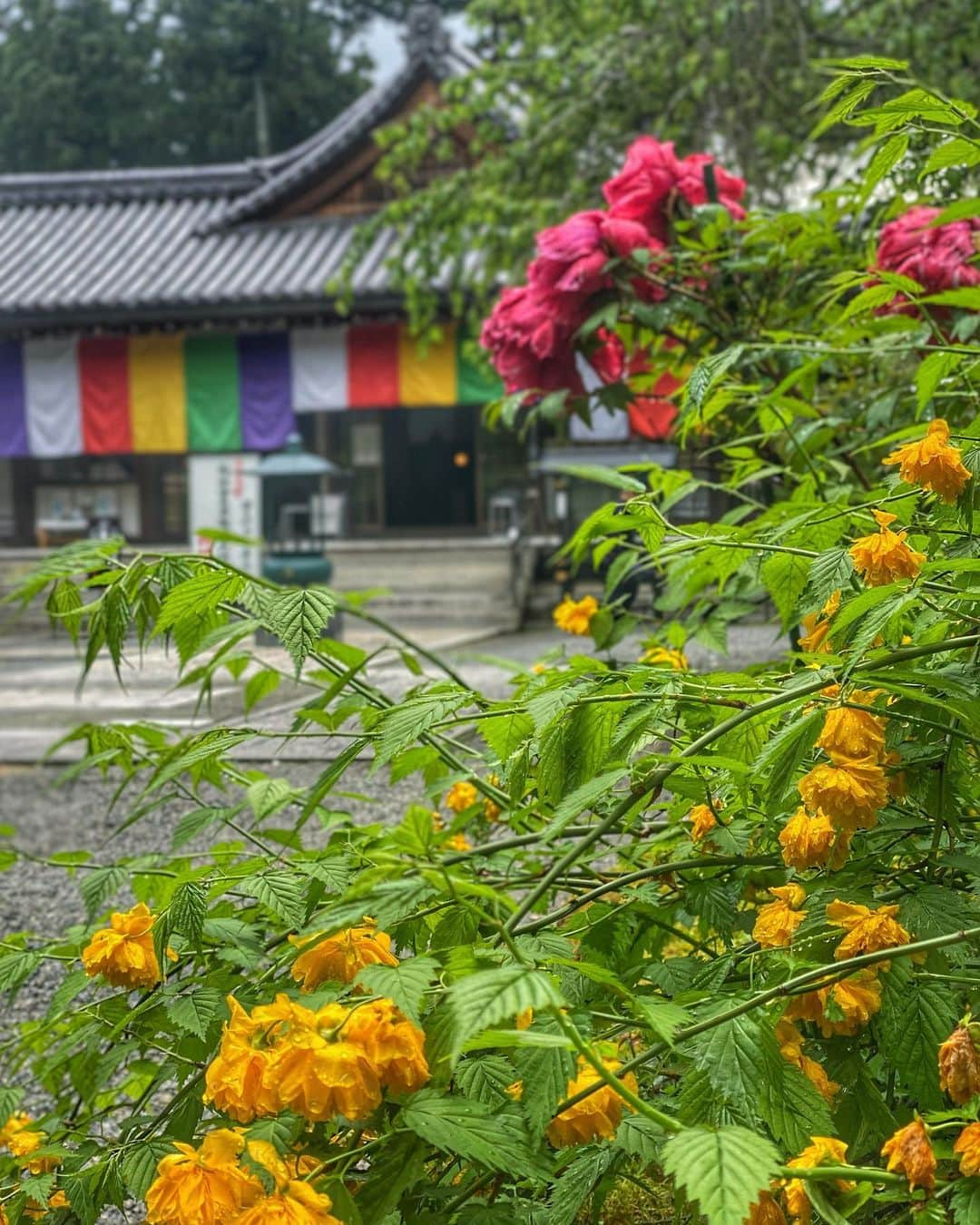 hama_aki_pppさんのインスタグラム写真 - (hama_aki_pppInstagram)「京都市左京区#三千院 (スライドして下さい)  Location kyoto Japan (Swipe)   Date.2023.04.30   GW始まりの日、久しぶりに三千院に行きました🌱🌱 人も少なく新緑と苔をゆっくり堪能出来ました　  #神社仏閣　 #神社仏閣好きな人と繋がりたい  #そうだ京都行こう #寺社仏閣 #beautiful_kansai  #visitjapanjp  #j_flower_shots  #flyjal #おとな旅プレミアム  #こころから  #jalan_travel  #japanese_gardens  #otonatabi_japan  #histrip_japan  #絶景事典  #kyototrip  #anaタビキブン  #ptk_japan  #kyototravel  #japanesetemple  #japanesegarden  #raw_japan  #deaf_b_j_  #iphonephotography  #iphoneonly  #スマホ越しの私の世界」5月17日 18時05分 - hama_aki_ppp