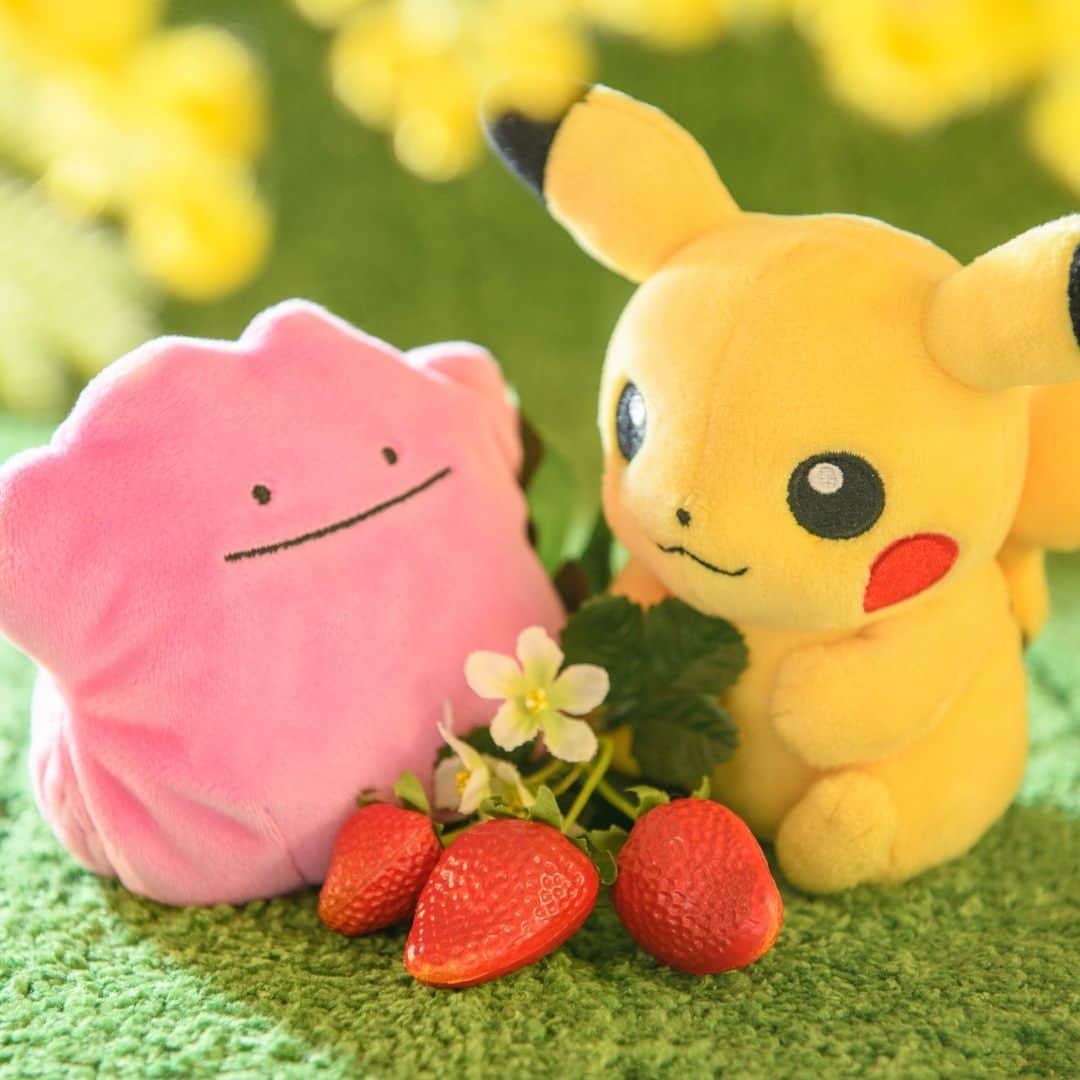 ピカチュウ公式Instagramのインスタグラム