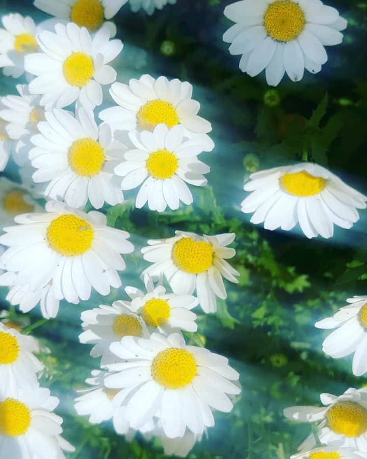 chiiika124のインスタグラム