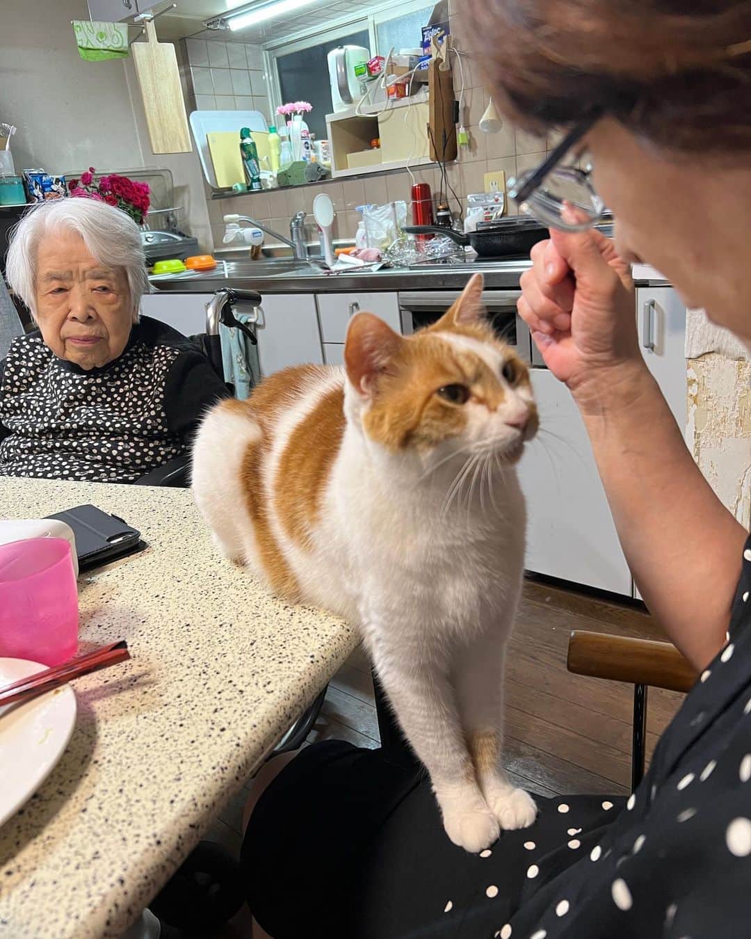Kachimo Yoshimatsuのインスタグラム：「前足で高さ調整｡  #うちの猫ら #猫 #oinari #ねこ #ニャンスタグラム #にゃんすたぐらむ #ねこのきもち #cat #ネコ #catstagram #ネコ部 http://kachimo.exblog.jp」