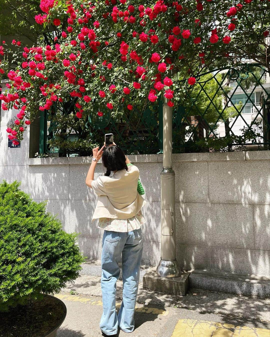 MeJiwooさんのインスタグラム写真 - (MeJiwooInstagram)「장미에 미친 그녀. 장미녀(ㅋㅋ)🌹」5月17日 18時38分 - mejiwoo103