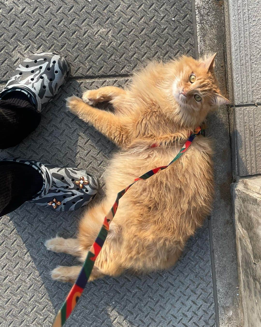 橘モニカさんのインスタグラム写真 - (橘モニカInstagram)「Baby being so big and so small at the same time 💓 . . . . . #pumpkin#cute#cat#summer#style#fashion#model#パンプキン#可愛い#猫#スタイル#ファッション#モデル#고양이#귀여워#스타일#패션#모델#일상」5月17日 18時50分 - monikatachibana