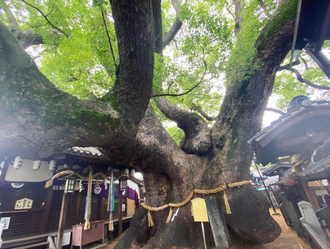 Julie Wataiのインスタグラム：「門真の三島神社⛩️の薫蓋樟、すごかった。樹齢二千年とか。」