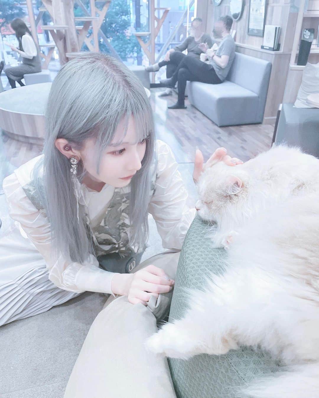 仲川琉菜のインスタグラム：「🐈  先日、猫カフェmocha秋葉原店( @mocha_akihabara )に行きました  猫ちゃんたくさんお出迎えしてくれて癒されました…🤍 (雨で髪死んでます)  #猫カフェmocha #猫カフェ #秋葉原猫カフェ #秋葉原カフェ #PR」