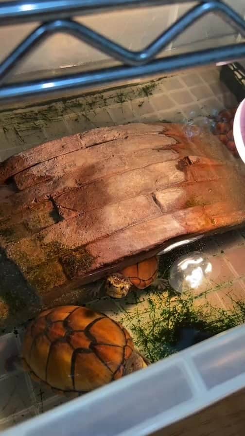 のインスタグラム：「爬虫類メンテLIVE🐍🦎🐢 #元祖爬虫類レスラー」