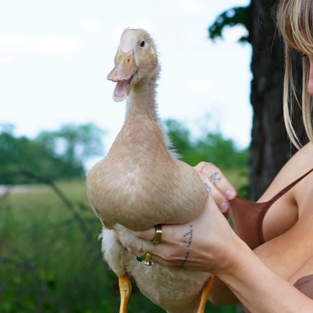 ニッキー・ヒートンさんのインスタグラム写真 - (ニッキー・ヒートンInstagram)「This is my duck. Her name is Biscuit & she pooped in my bra.」5月18日 5時23分 - niykeeheaton