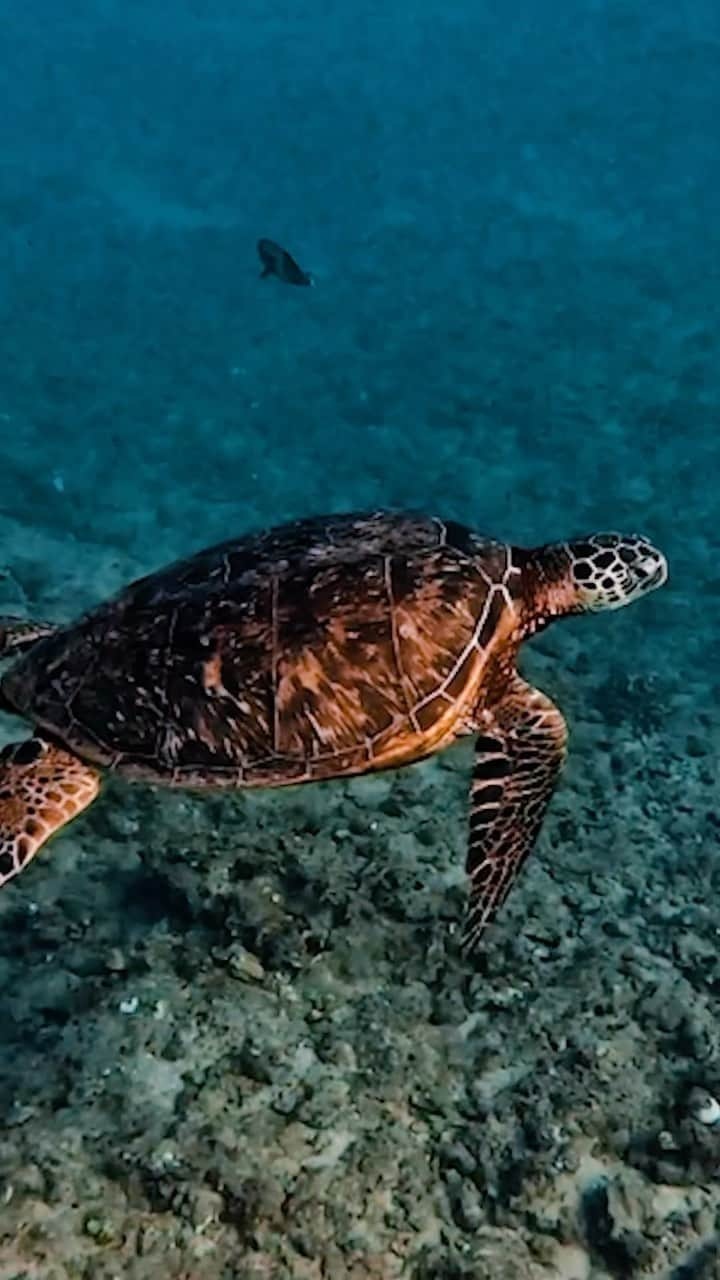 And Youのインスタグラム：「The Hawaiian green sea turtle, or honu, is one of Hawaii’s most beloved animals. These turtles have been an important part of Hawaiian culture for centuries, and their presence in the islands is an important part of Hawaiian identity.  Honu are an endangered species in Hawaii, but they still have a strong presence in the islands. They can be seen in shallow coastal waters, often basking in the sun on the beach. They are also found in the deeper waters of the Hawaiian Islands, where they feed on algae, seagrass, and other sea creatures.  Honu play an important role in keeping the Hawaiian coral reef ecosystems healthy. They help to keep the reefs clean by eating seaweed and other organisms that can damage the coral.   The Hawaiian green sea turtle is also an important cultural symbol. They are revered in Hawaiian culture as a symbol of longevity, wisdom, and good luck. The turtle’s shell is believed to represent the genealogy of the Hawaiian people, and its presence in the islands is believed to bring good fortune.  By protecting and conserving the Hawaiian green sea turtle, we can ensure that these amazing creatures will remain a part of Hawaii’s identity and culture for generations to come.  #dolphinsandyou #turtle #honu #hawaii #visithawaii #hawaiiactivities #oahutours #travelhawaii #sealife #oahu #livealoha」