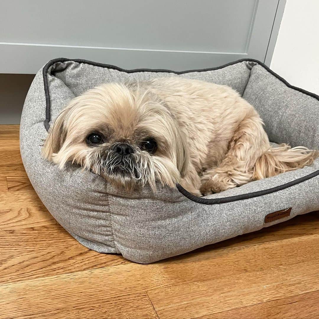 Dougie the Shih Tzuのインスタグラム：「River otter.」