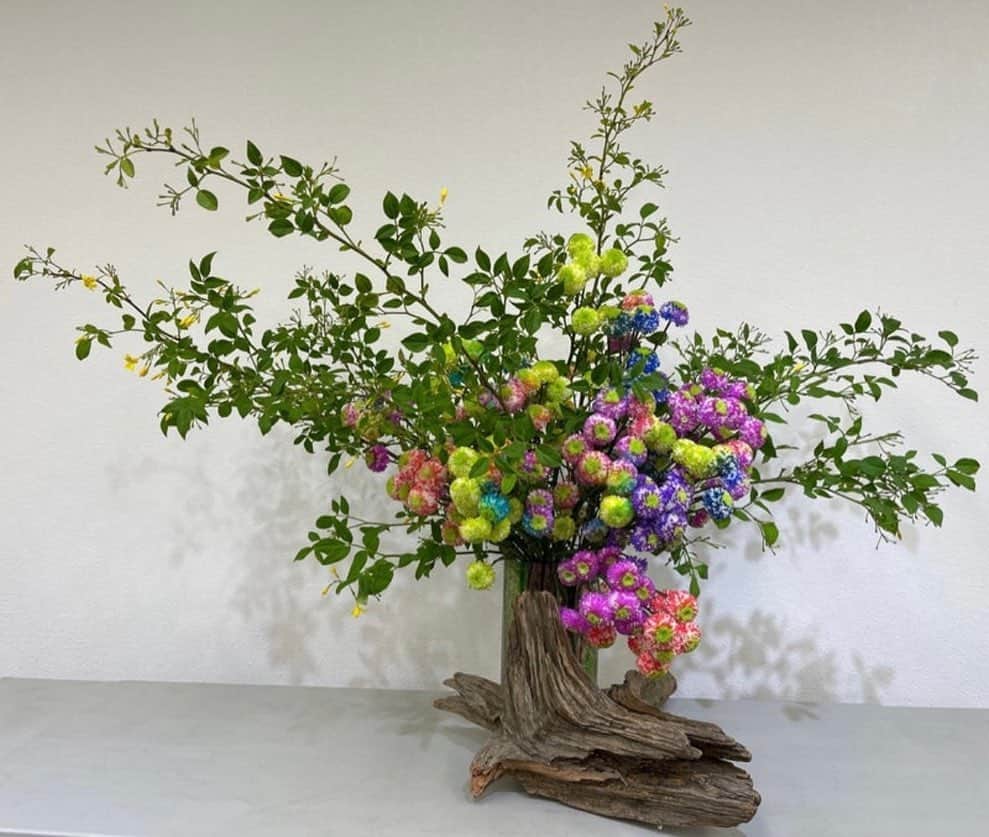 假屋崎省吾さんのインスタグラム写真 - (假屋崎省吾Instagram)「今月の花教室で作った、デモンストレーションの作品です💕  まず土台にソケイの枝を裏表をきちんと見極めて、そのまま器にいけま〜す🌟  その後に超珍しい、鹿児島の内村さんの生み出したレインボーのスプレー菊をいけ、木の根っこをひとつ、器の前に置いて、雰囲気をだして完成で〜す🙌  #假屋崎省吾 #カーリー #銀座 #花教室 #デモンストレーション #作品 #習い事」5月17日 21時28分 - shogo_kariyazaki_official