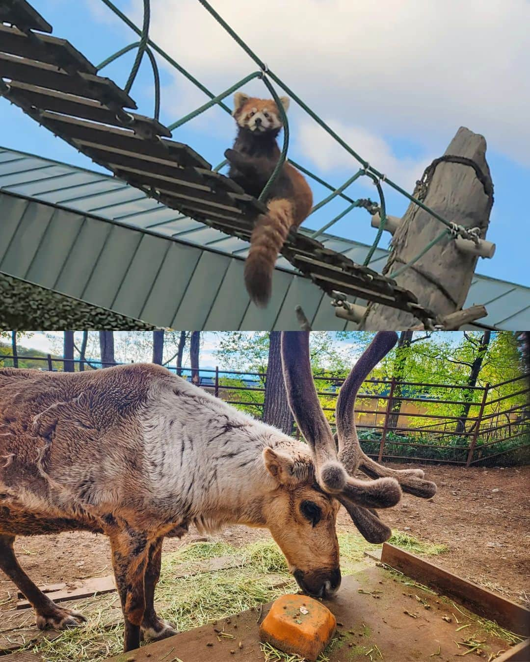 Hairmake Shinoさんのインスタグラム写真 - (Hairmake ShinoInstagram)「🐾🐾🐾  ずーっと行きたかった旭山動物園🐺🫎🦊🦁🐯  普通は一時間半程度でまわれるそうですが、みんな可愛すぎて全然まわりきれませんでした🤣(笑)  動物の表情って何であんなに魅力的なんだろう💓  📍旭山動物園  @asahiyamazoo1  @tokyo_joshibu #animalovers #animalphotography #animalphotos #asahiyamazoo #zoophotography #travelphotography #travelawesome #北海道旅行 #北海道観光 #北海道観光スポット #旭山動物園」5月17日 21時31分 - hairmakeshino