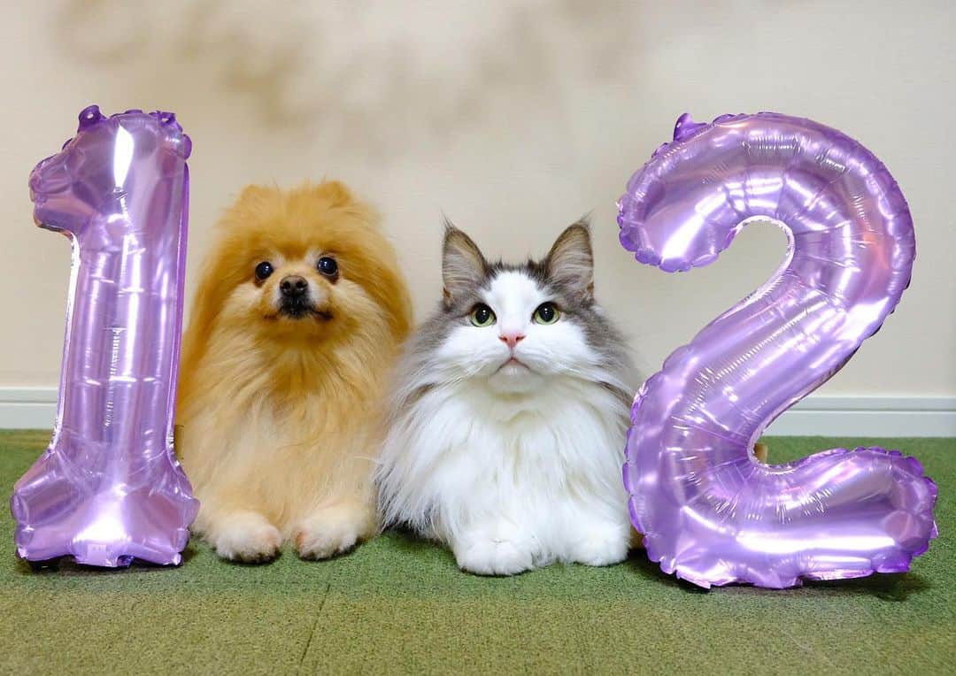 Hanaのインスタグラム：「２ヶ月限定 同い年きょうだい  １２歳きょうだい 🐶😺  今日がラストタメ  #birthdayeve  #NorwegianForestCat#Pomeranian#japan#catlover#doglover#dogs#cat#Kawaii#fluffy#pom#fluffydog#catsofinstagram#dogsofinstagram#fluffycat#ノルウェージャンフォレストキャット#ポメラニアン#犬と猫のいる暮らし#かわいい#cute#cutecat#cutedog」
