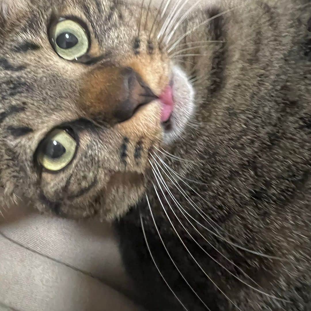 川中子奈月心のインスタグラム：「あっかんべ〜レオンしゃん😝  #猫 ‪‪‪‪‪🫶🏻」