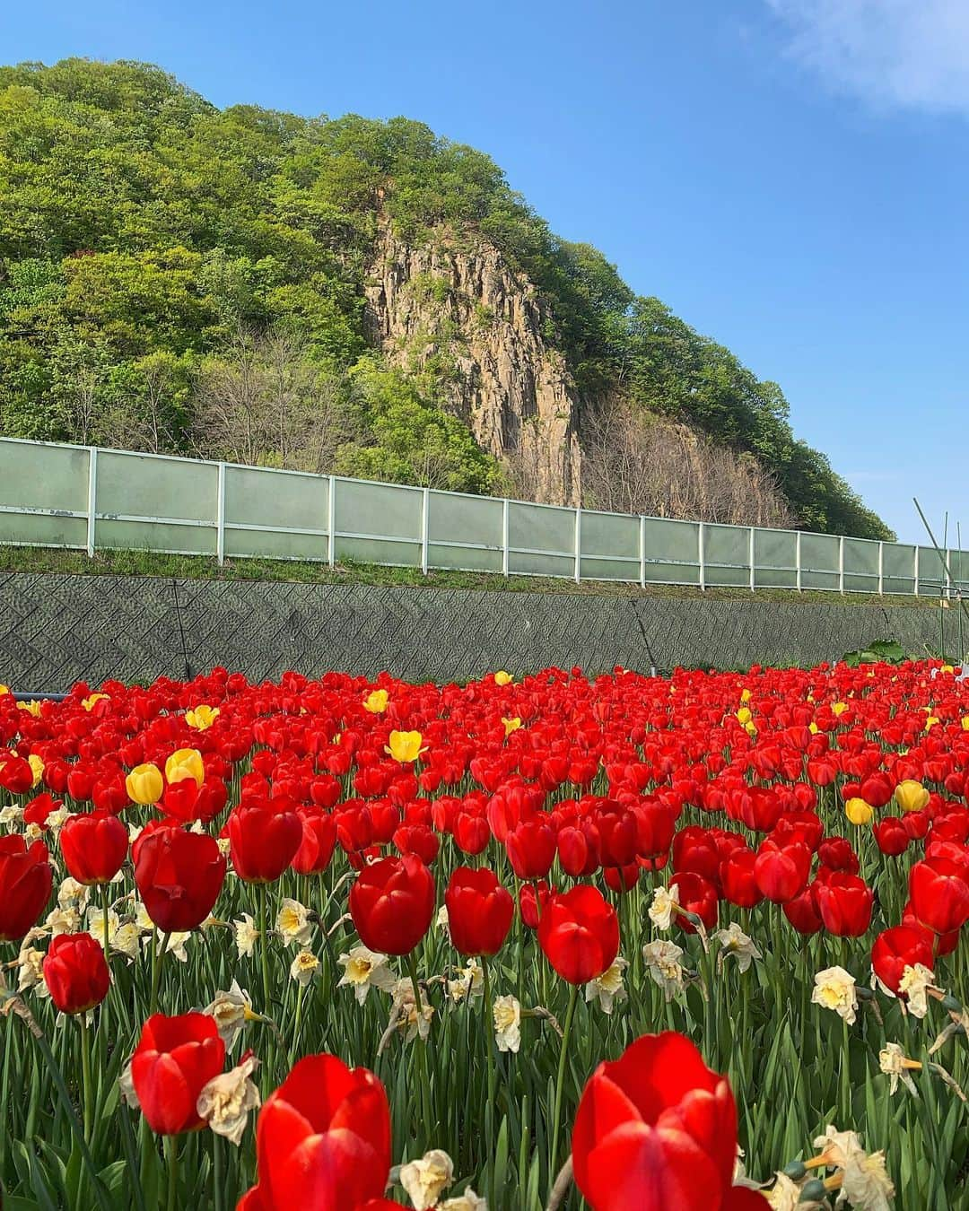 川上ジュリアさんのインスタグラム写真 - (川上ジュリアInstagram)「北海道満喫し過ぎて どの写真共有したいかもうわからない🤪🫶🫶💗」5月17日 21時41分 - juria_kawakami