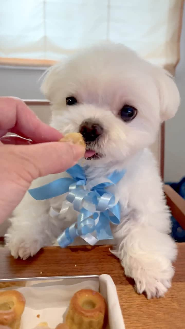 おかゆ & おもちのインスタグラム：「おかゆっち、初めてのカヌレ😋💕 こんなに可愛いワンコ用のカヌレがあるなんて...😍 . . おいち〜〜い😋✨✨ . . グイグイ引っ張るおかゆっち😆 . . 私🙋🏻‍♀️も1個つまみ食いしちゃった🤭 . . 4月は、美味しくて楽しいお誕生日月だったね☺️🎵 . . . ❤︎ . . . #maltese #malteseofinstagram #happydog #dogsmile #doglove #doglover #dogstagram #instadog #lovedogs #ilovemydog #cutedog #dogoftheday #馬爾濟斯 #มอลทีส #馬耳他語 . #okayusan #マルチーズ #マルチーズ好き #マルチーズインスタグラム #白い犬 #犬のいる暮らし #わんこと暮らす幸せ #癒し動画 #おもしろ動画 #pecotv #奈良犬 #ふわもこ部 #ワンコの誕生日 #カヌレ好き #初めて食べた」