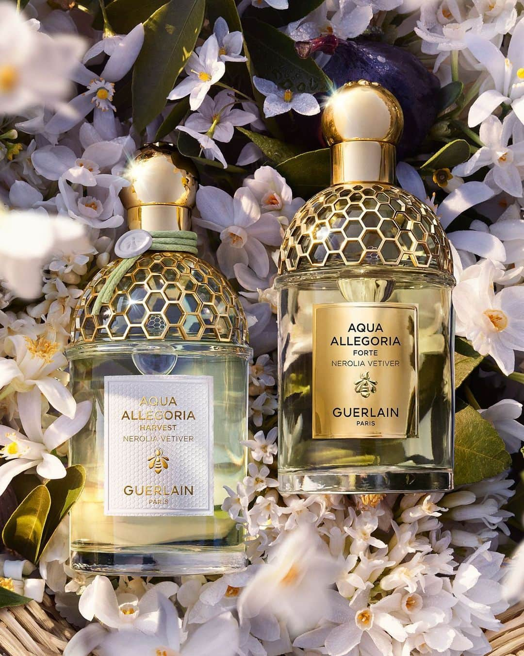 ゲランさんのインスタグラム写真 - (ゲランInstagram)「Embark on a springtime journey across the Mediterranean, from the Tunisian neroli harvest to the beehives of Calabria, Italy with two stunning reinterpretations of Aqua Allegoria: Nerolia Vetiver.​  Discover the Aqua Allegoria Collection at guerlain.com.​  #Guerlain #BeeGarden #AquaAllegoria」5月17日 22時00分 - guerlain