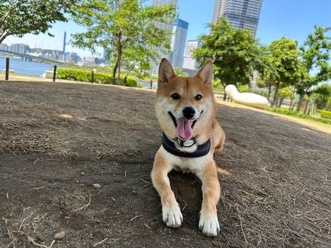 椎名歩美のインスタグラム：「まだ5月なのに 夏のような暑さ☀️  太陽を浴びるのは気持ちいいね🐾 幸太とのこの時間が 私のパワーの源✨  水分補給もしっかりして 元気に過ごしましょう😊🤍🐾✨  #かわいい笑顔 #豆柴#3歳」