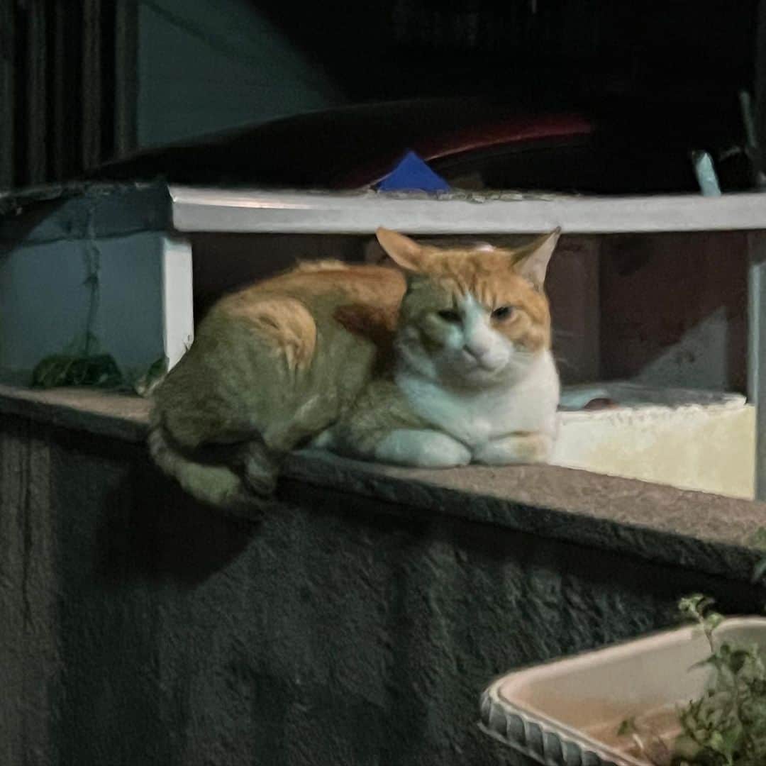 Kachimo Yoshimatsuのインスタグラム：「ココシバから戻ったら、ちゃめしが待ってた。  おかえり｡  #うちの猫ら #猫 #chameshi #ねこ #ニャンスタグラム #にゃんすたぐらむ #ねこのきもち #cat #ネコ #catstagram #ネコ部 http://kachimo.exblog.jp」