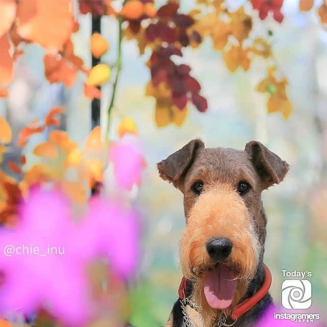 InstagramersJapanのインスタグラム：「. Today's IGersJP is out !!! @chie_inu . インスタグラムに #IGersJP タグを付けて頂いた投稿の中から @IGersJP 担当者がピックアップした作品を毎日紹介しています！ : follow us @IGersJP // valid tag #IGersJP check Facebook page InstagramersJapan : #InstagramersJapan #インスタグラマーズジャパン #日本 #japan #写真 #photo」