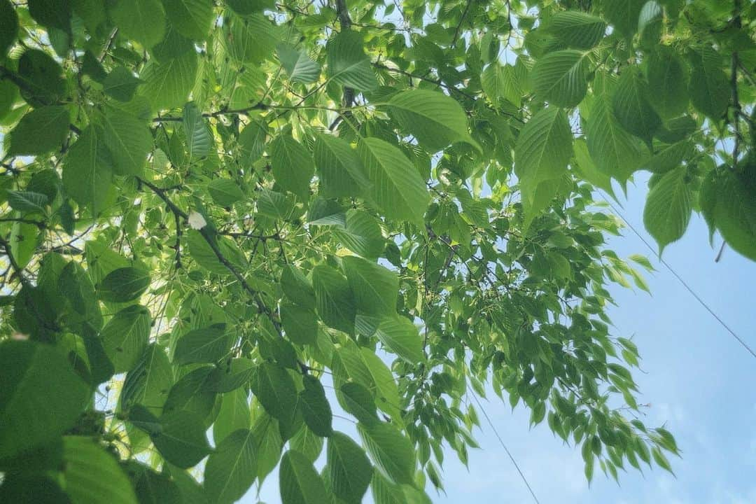 内田 菜々さんのインスタグラム写真 - (内田 菜々Instagram)「* * ⬜️⬜️⬜️⬜⬜️  夏がきますね。  It's starting to smell like summer. 여름이 시작되는 기색이 있군요.  ………………………………………⭐︎  ＼ お し ら せ 🎈 ／  ◎ToyLateLie10周年記念 第14回本公演  ／ #劇作家の話 #トイレ10周年 #ToyLateLie ＼  ✔︎6/7(水)~6/11(日) ✔︎中目黒キンケロ・シアター  ◎チケット発売中‼︎  詳細はTwitterチェックお願いします。  ……⭐︎  ◎ He/Meetsオリジナルドラマ 『ぼくのかぞく。』(全13話) 監督･脚本 萩原成哉  ✔︎4/5(水)〜放送スタート TOKYO MX/BS日テレ Tver他各配信サービスにて。 出演回はちょっとあとの回です♪ 詳細はTwitterチェックお願いします。  ……⭐︎  ◎ToyLateLieの月1ツイキャス 『トイキャス』  第43回 ✔︎日時：5月末予定  ◎トイレ新聞発行決定  ✔︎毎月10日 a.m.10:10 トイレTwitterにて発行中。 0510号外発行。🗞📮  ………………………………………………………⭐︎  #may #memories #followme #likeme #f4f #l4l #사진 #5월  #flowerphotography  #skyphotography  #green  #filmcamera #ななぐらむにっき   ⬜️⬜️⬜️⬜️⬜️ * *」5月17日 23時31分 - chocobanaaana