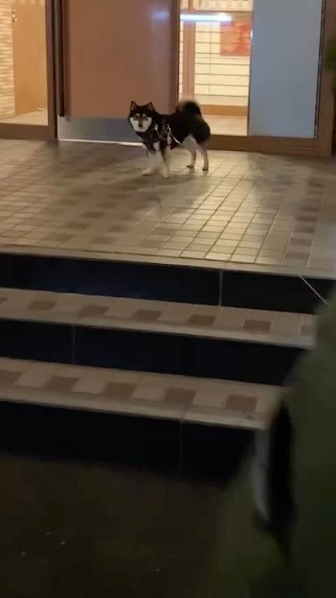 吾子のインスタグラム：「・ ・ ・ ・ ・ 10ヶ月ぶりに以前住んでいたマンションの前を通ったら…🐶 ・ 🐶中に入るわん！とイヤイヤ発動🤦🏻‍♀️ ・ 覚えてるもんですねえ🐶❤️ ・ ・ ・ ・ ・ ・ ・ ・ ・ ・ ・ ・ ・ ・ ・ ・ ・ ・ ・ ・ #思い出の公園散歩は楽しそうでした #お友達の匂いがしたかな🐶❓ #sapporo  ・ 北海道の柴犬 #柴北会 の皆ワン🐶あったかくなってきたねー ・ #adorable #instadog#shibainu#dog#柴犬ライフ #instashiba#柴犬マニア #9gag #barked #kuroshiba#socute #cutedog#いぬのきもち #黒柴 #dogstagram_japan」