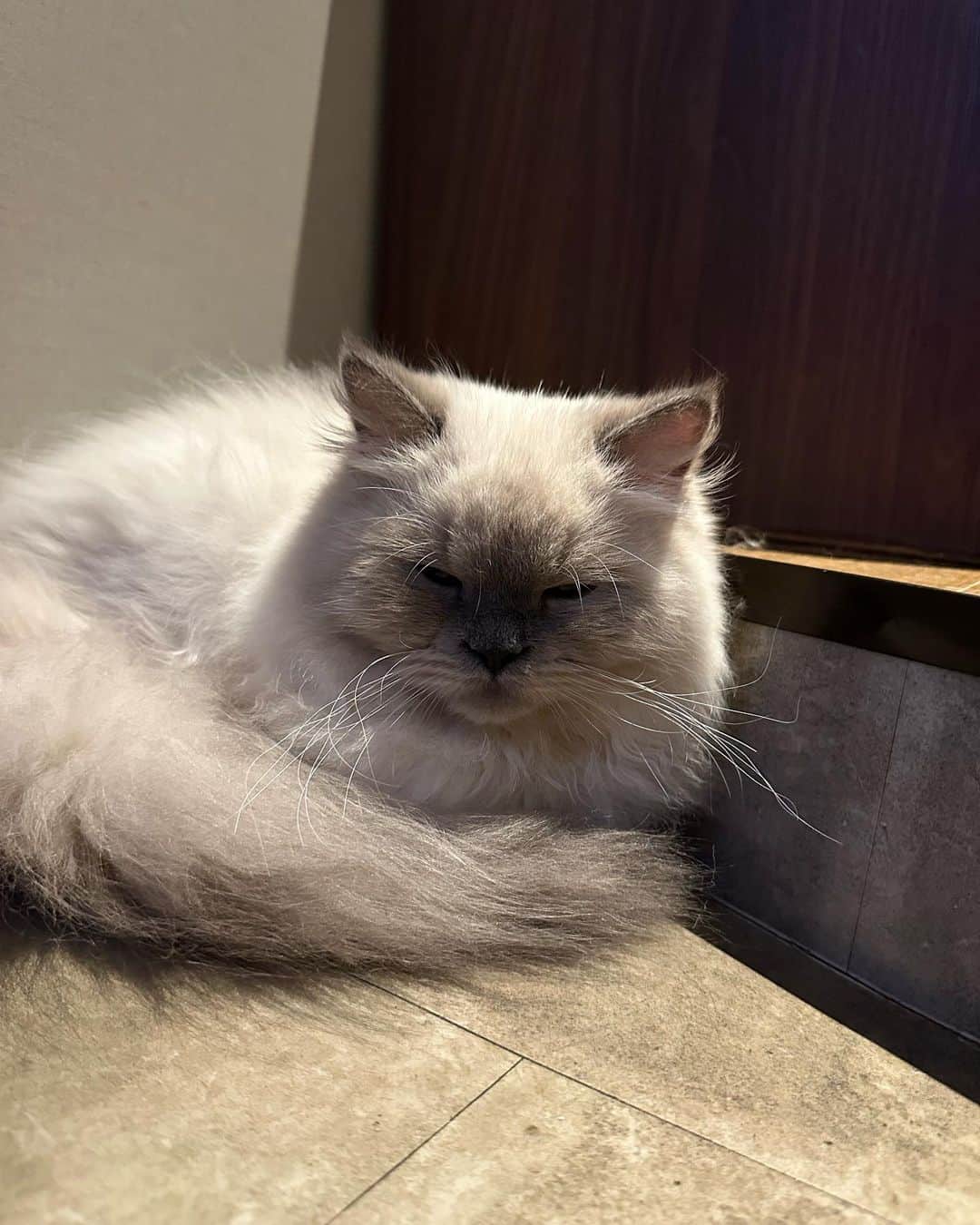 穂川果音さんのインスタグラム写真 - (穂川果音Instagram)「今日は暑さで疲れたので、猫ちゃんの写真を観て寝ようと思います🐈🐈  おやすみなさい🐈  #まだ猫ちゃん写真　#もふもふ　#おやすみ」5月17日 23時56分 - hokawakanonn