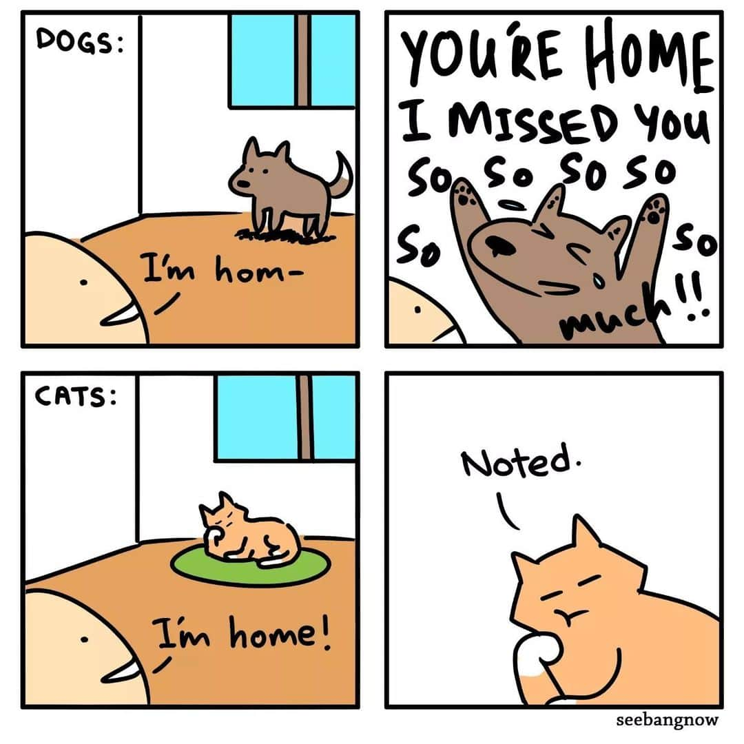 Aww Clubさんのインスタグラム写真 - (Aww ClubInstagram)「Coming home: dog vs cat   @xibang  #meowed #comics #igcomics #webtoon #catvsdog #cats」5月18日 0時01分 - meowed