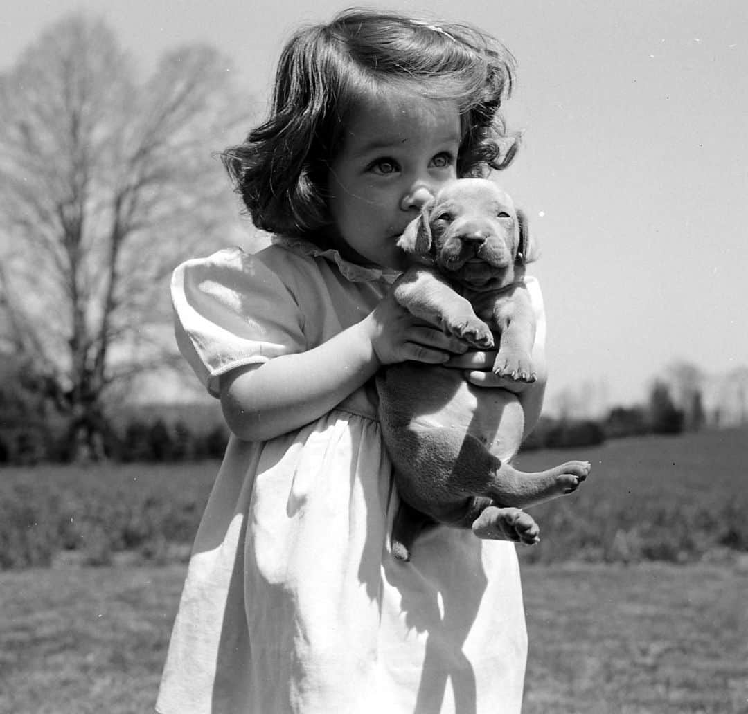 lifeのインスタグラム：「Child tenderly kissing a Weimaraner puppy in Ridgefield, Connecticut, 1950.   (📷 Bernard Hoffman/LIFE Picture Collection)  #LIFEMagazine #LIFEArchive #1950s #BernardHoffman #Weimaraner #Puppy #DogsofInstagram #wildLIFEwednesday」