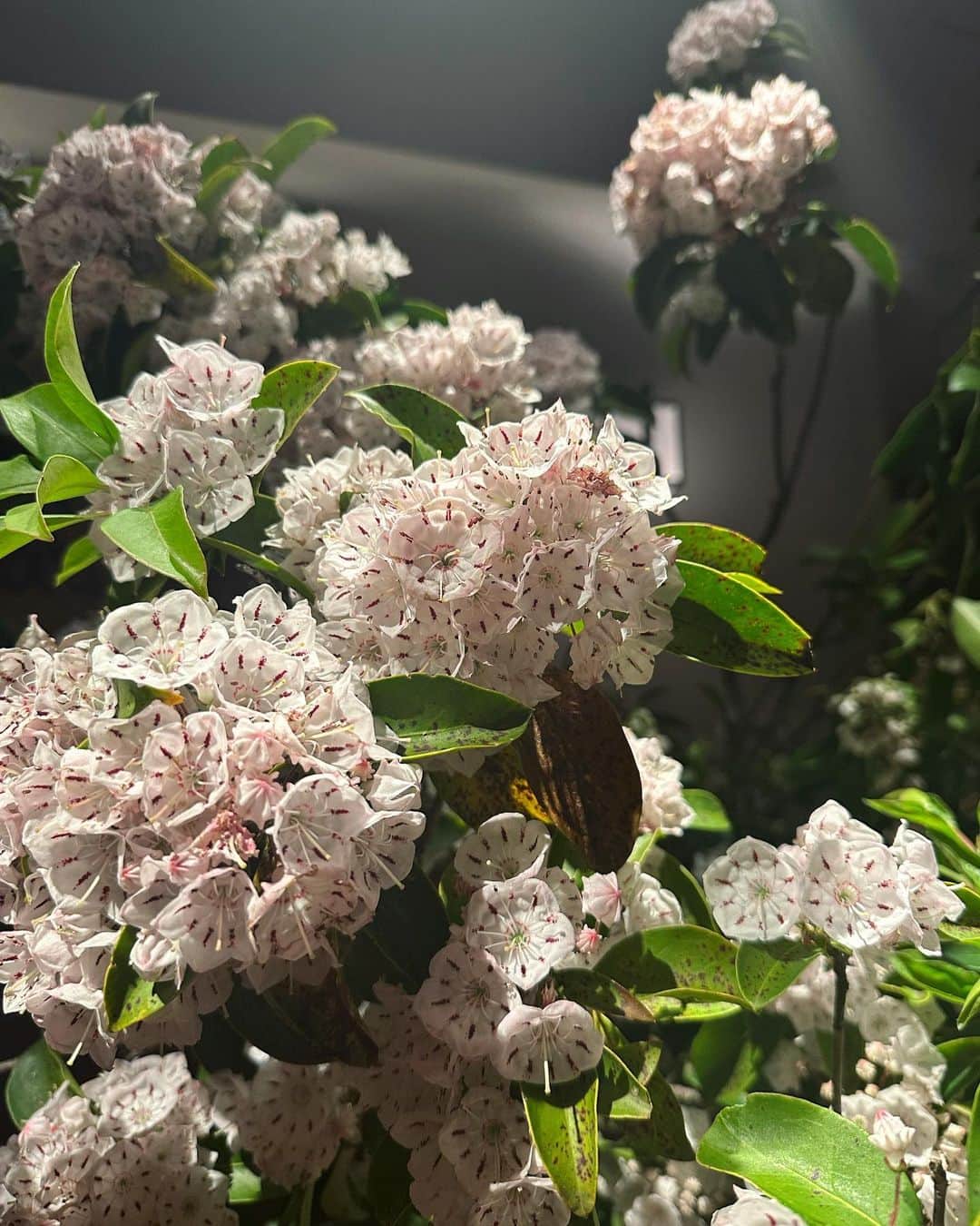 風間ゆみえのインスタグラム：「石楠花がきれいな夜  #大人の秘密 #お酒でひらかないでね #全部嘘よ #笑」