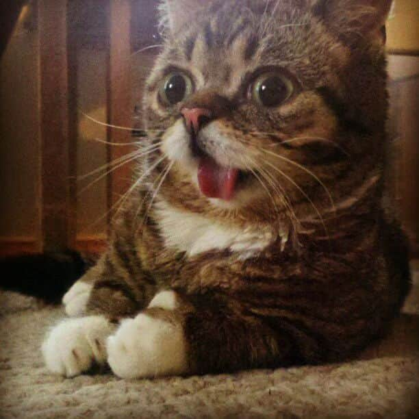 Lil BUBのインスタグラム：「As you can tell from the expression on BUB's face from her first "viral" photo ever, there's some pretty big Lil BUB news coming tomorrow.   #smallandmighty #scienceandmagic #lilbub」