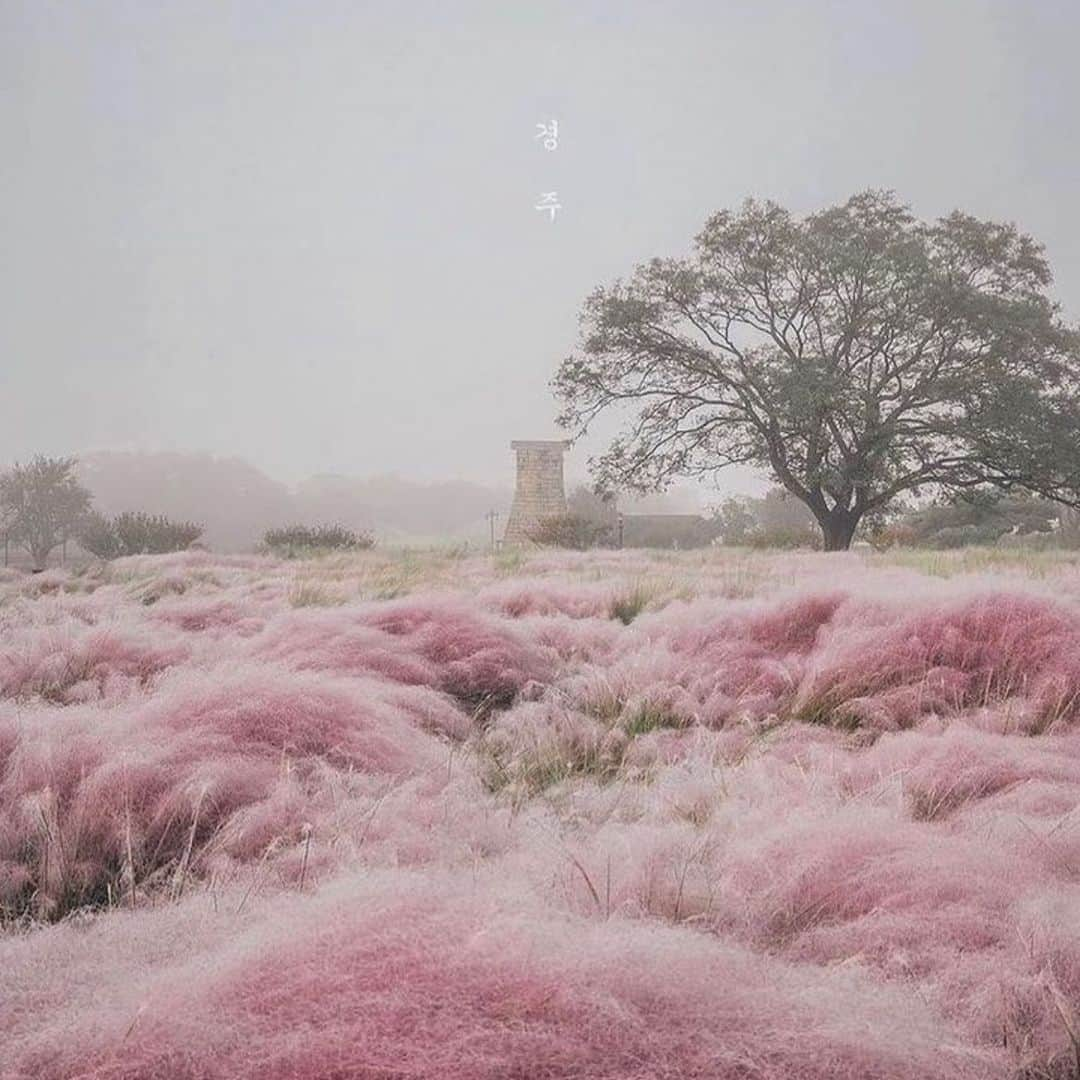 アダムさんのインスタグラム写真 - (アダムInstagram)「Landscape in Gyeongju, Korea. @sheena.miyake」5月18日 2時03分 - adamlippes