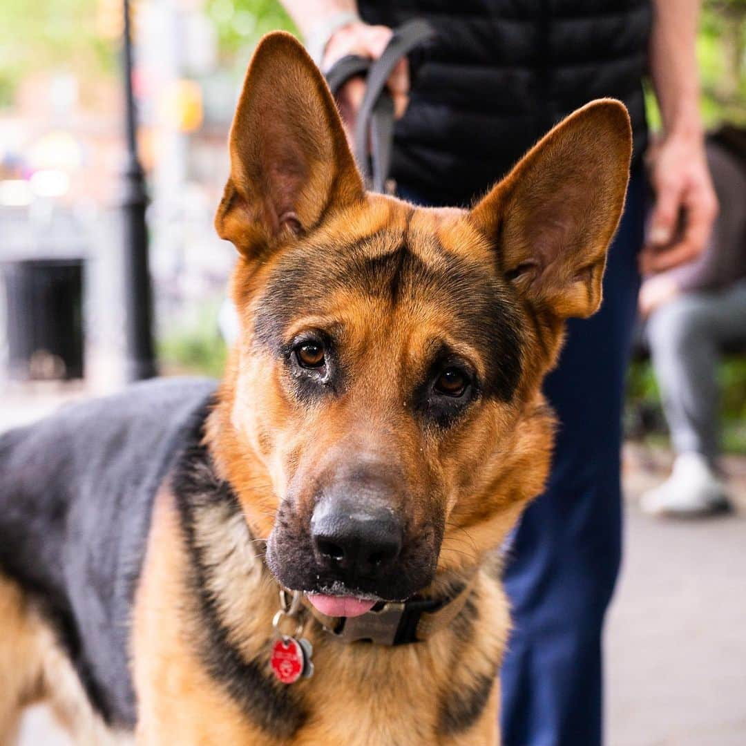 The Dogistさんのインスタグラム写真 - (The DogistInstagram)「Rocco, German Shepherd (2 y/o), Washington Square Park, New York, NY • “He’ll pull Christmas trees. When everyone throws them out in January, he pulls them around the park. His jaw is so strong – I can’t get it from him.”  Does your dog also consider themselves a ‘Branch manager’?」5月18日 2時34分 - thedogist