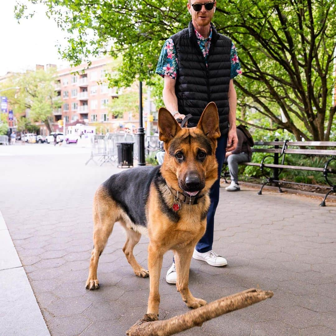 The Dogistさんのインスタグラム写真 - (The DogistInstagram)「Rocco, German Shepherd (2 y/o), Washington Square Park, New York, NY • “He’ll pull Christmas trees. When everyone throws them out in January, he pulls them around the park. His jaw is so strong – I can’t get it from him.”  Does your dog also consider themselves a ‘Branch manager’?」5月18日 2時34分 - thedogist