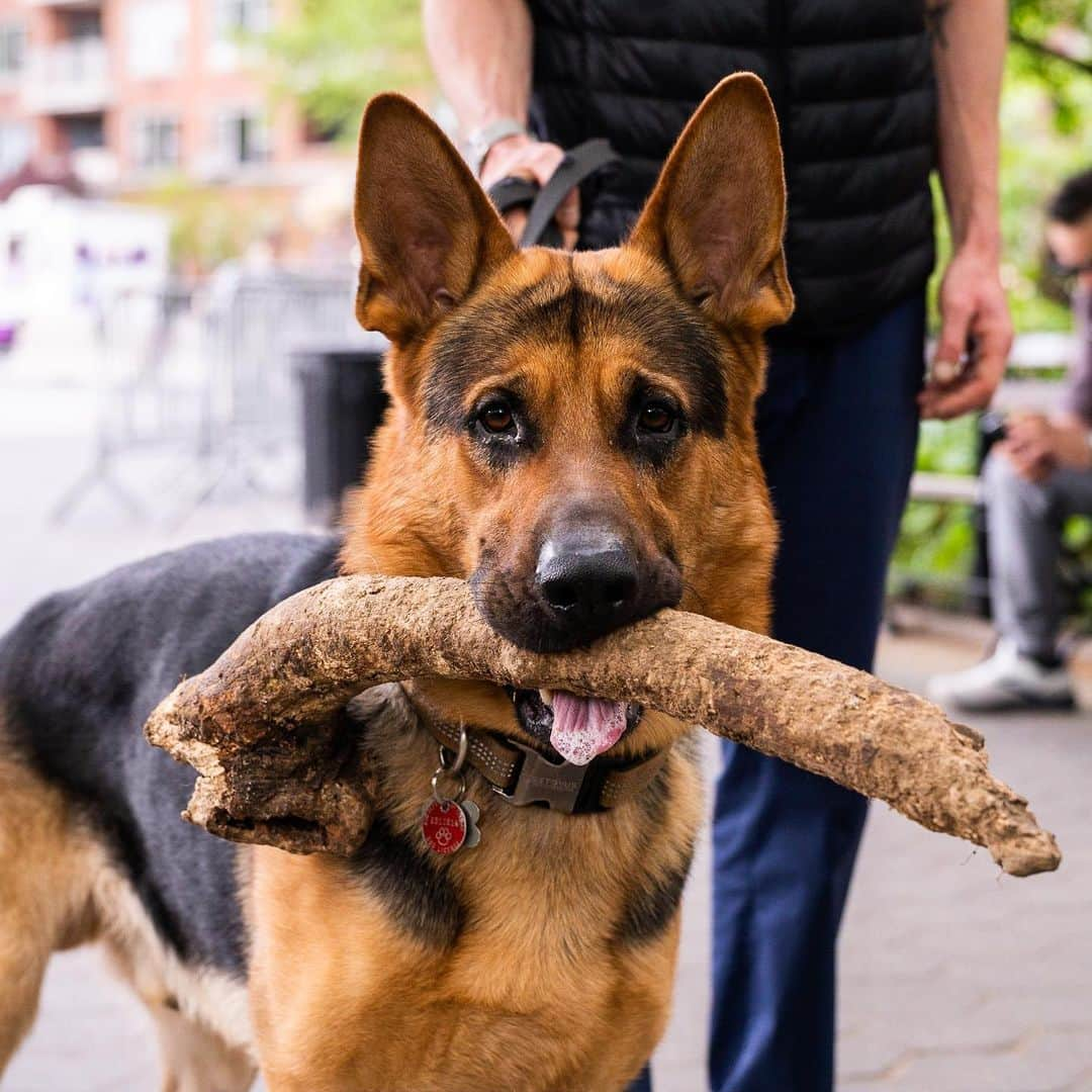 The Dogistさんのインスタグラム写真 - (The DogistInstagram)「Rocco, German Shepherd (2 y/o), Washington Square Park, New York, NY • “He’ll pull Christmas trees. When everyone throws them out in January, he pulls them around the park. His jaw is so strong – I can’t get it from him.”  Does your dog also consider themselves a ‘Branch manager’?」5月18日 2時34分 - thedogist