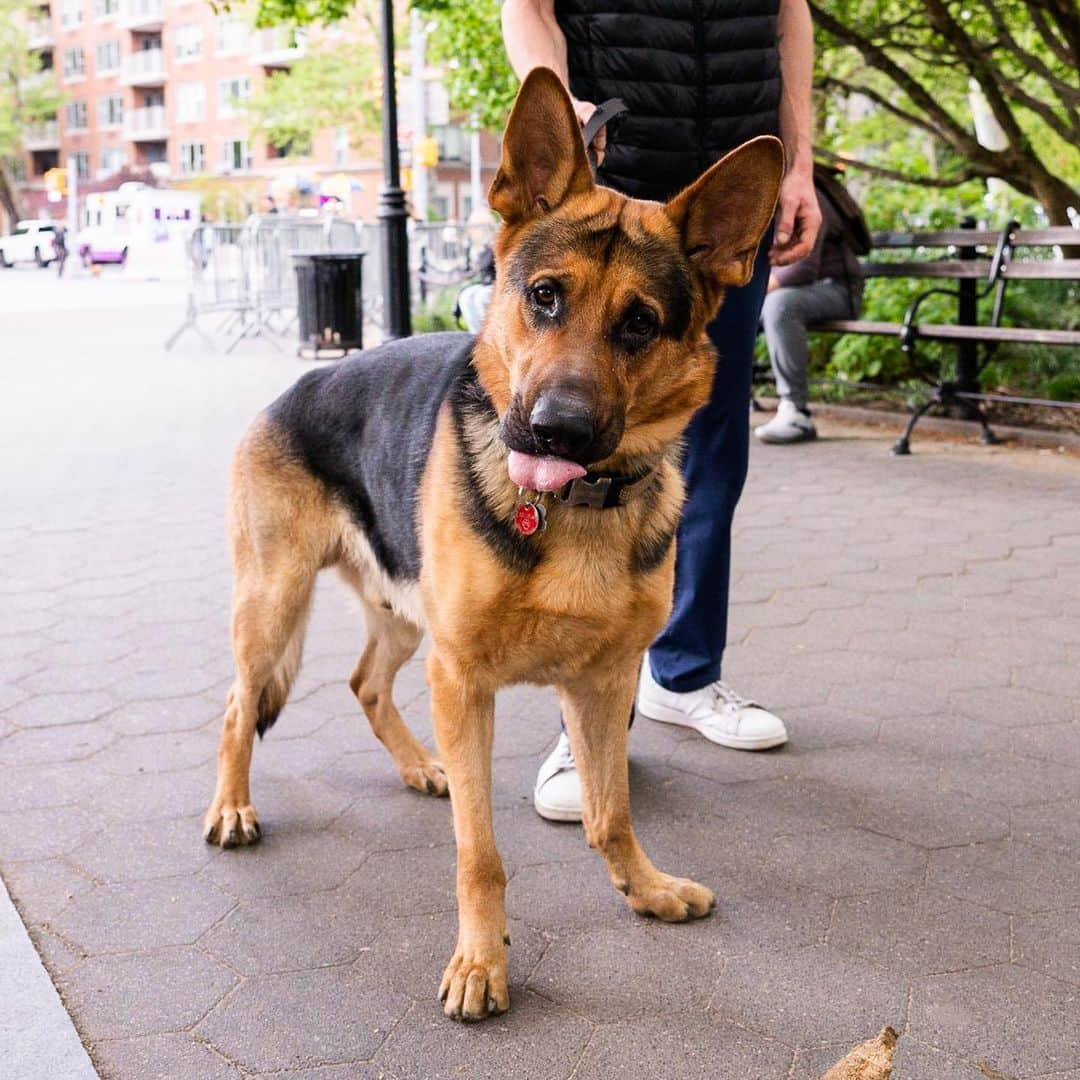 The Dogistさんのインスタグラム写真 - (The DogistInstagram)「Rocco, German Shepherd (2 y/o), Washington Square Park, New York, NY • “He’ll pull Christmas trees. When everyone throws them out in January, he pulls them around the park. His jaw is so strong – I can’t get it from him.”  Does your dog also consider themselves a ‘Branch manager’?」5月18日 2時34分 - thedogist