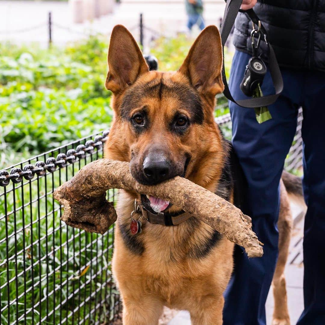 The Dogistさんのインスタグラム写真 - (The DogistInstagram)「Rocco, German Shepherd (2 y/o), Washington Square Park, New York, NY • “He’ll pull Christmas trees. When everyone throws them out in January, he pulls them around the park. His jaw is so strong – I can’t get it from him.”  Does your dog also consider themselves a ‘Branch manager’?」5月18日 2時34分 - thedogist