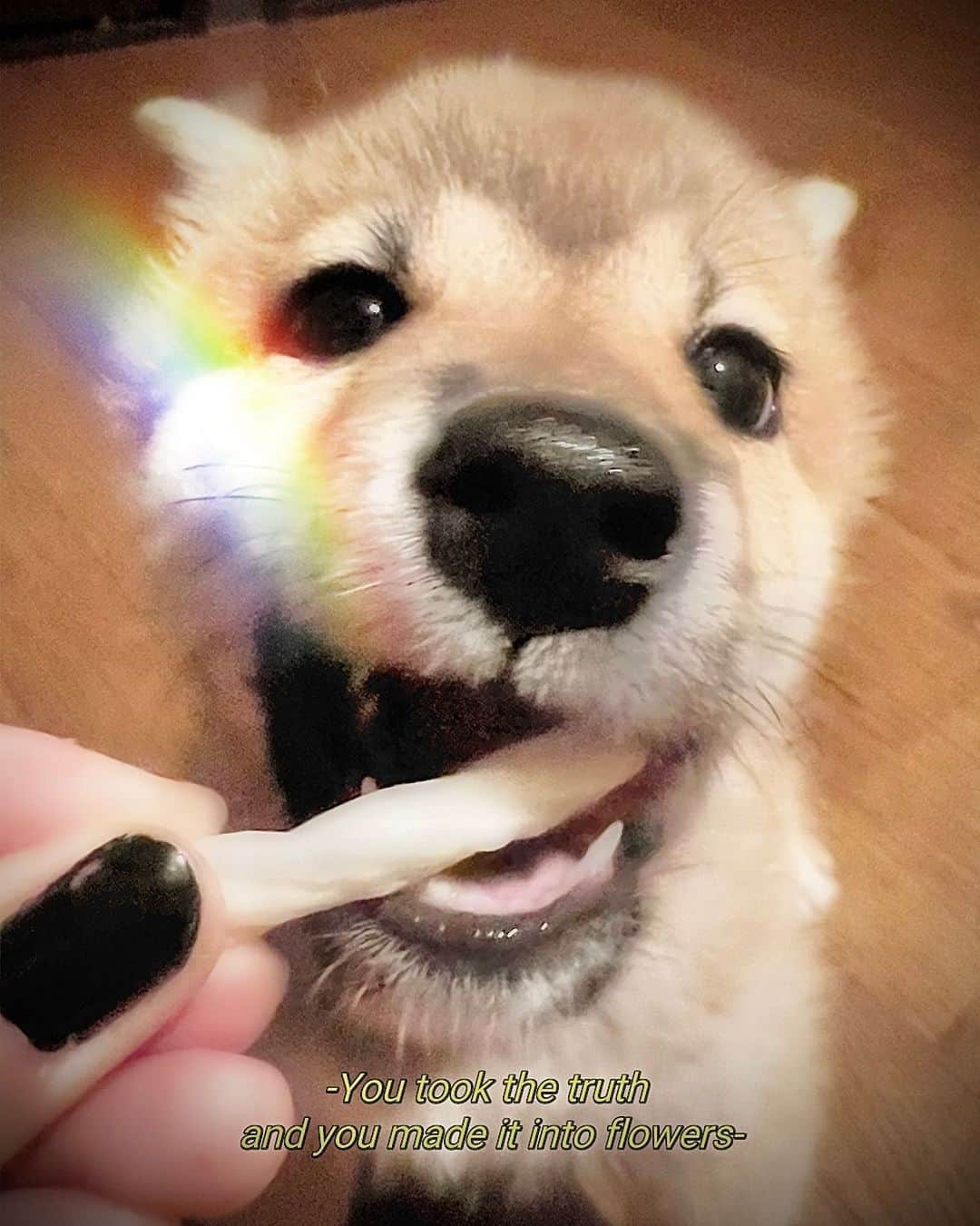 DAOKOのインスタグラム：「🐕」