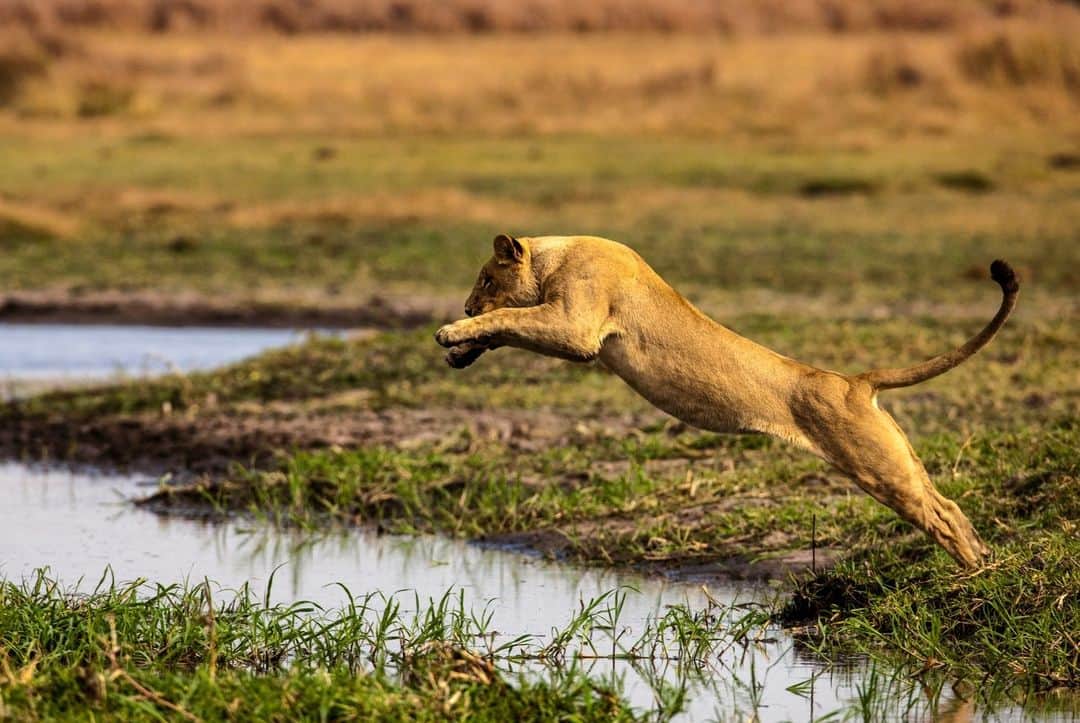 ナショナルジオグラフィックさんのインスタグラム写真 - (ナショナルジオグラフィックInstagram)「Photo by @beverlyjoubert | Just because they’ve learned to adapt to the watery demands of Botswana’s Okavango Delta doesn’t mean the lions here won’t take the opportunity to keep their paws dry. For a cat, leaping is usually preferable to wading. Yet it’s impossible to avoid the spillways and channels of this drenched landscape entirely. To survive, the lions must venture out in search of prey—and that means risking run-ins with lurking crocs and temperamental hippos. Watching a big cat at the water’s edge, you can sense the tension and nervous energy as it prepares to leave the relative safety of terra firma. To see more of my work, follow me @beverlyjoubert.」5月18日 4時00分 - natgeo