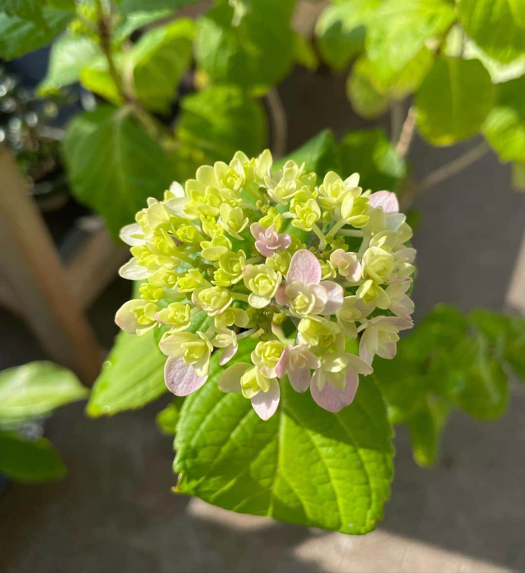 住吉美紀さんのインスタグラム写真 - (住吉美紀Instagram)「#ベランダ植物園 ジャーナル。#紫陽花 がまもなくくるくる、来るぞー！  咲く直前などのこの”予感期” たまらん。 わくわく。 かわいいなぁ。」5月18日 7時03分 - miki_sumiyoshi