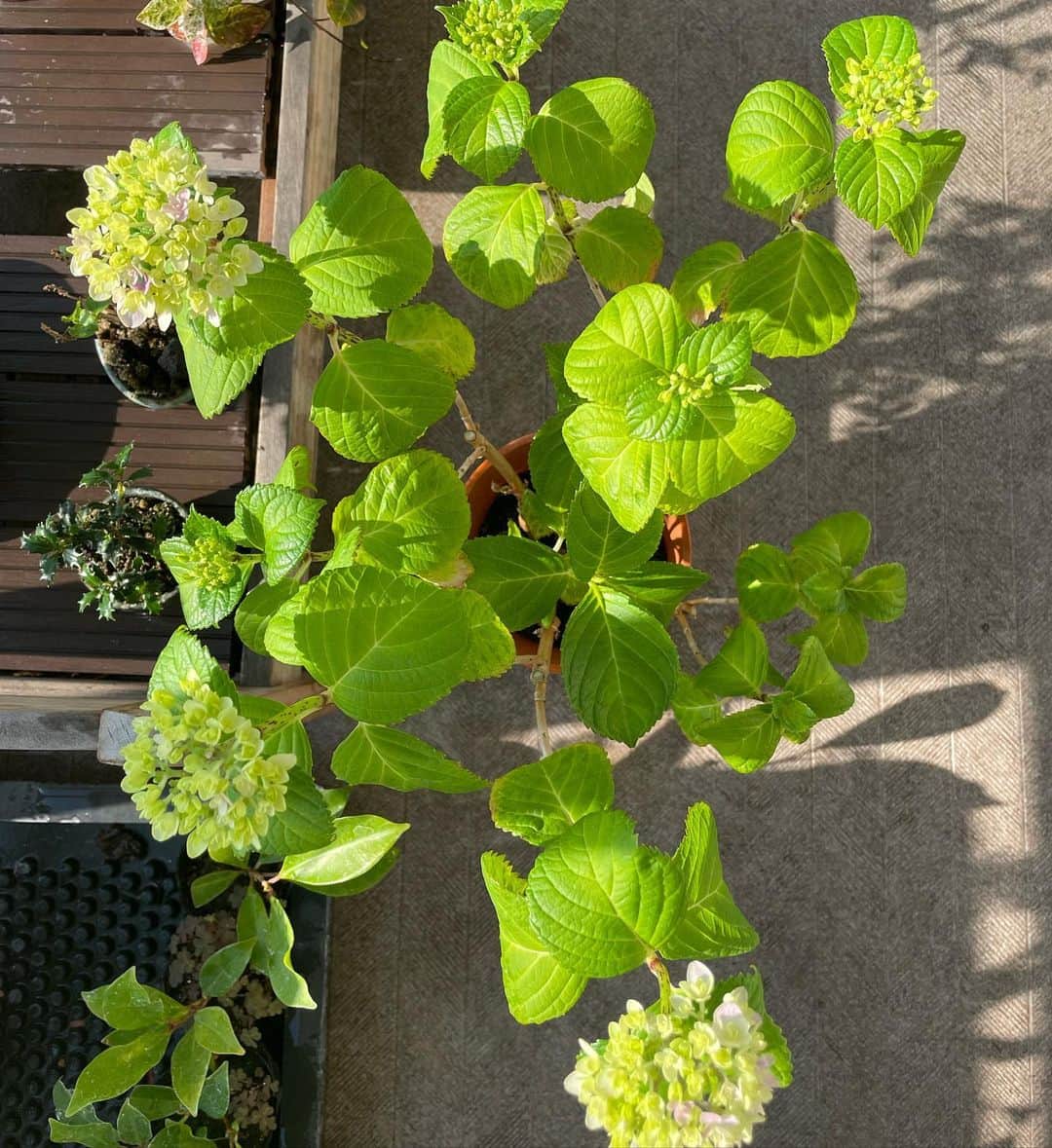 住吉美紀さんのインスタグラム写真 - (住吉美紀Instagram)「#ベランダ植物園 ジャーナル。#紫陽花 がまもなくくるくる、来るぞー！  咲く直前などのこの”予感期” たまらん。 わくわく。 かわいいなぁ。」5月18日 7時03分 - miki_sumiyoshi