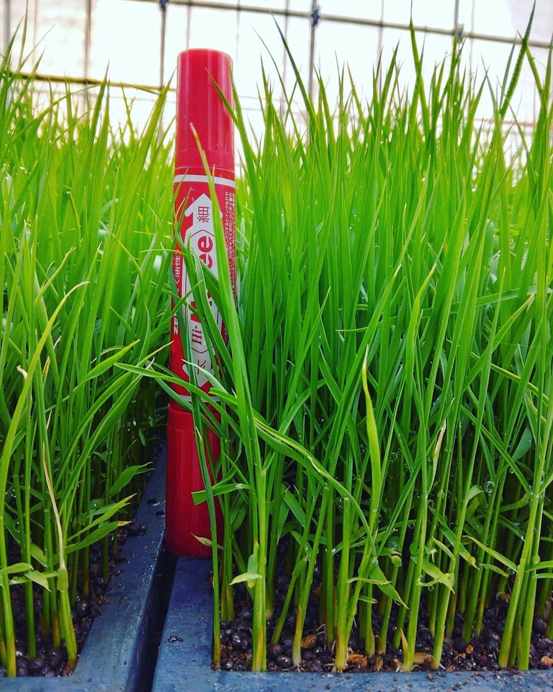 宮田麺児のインスタグラム：「一枚目「雄町」 二枚目「山田錦」  週末植える　稲です。 いよいよ　始まります  #田植え #雄町 #山田錦」