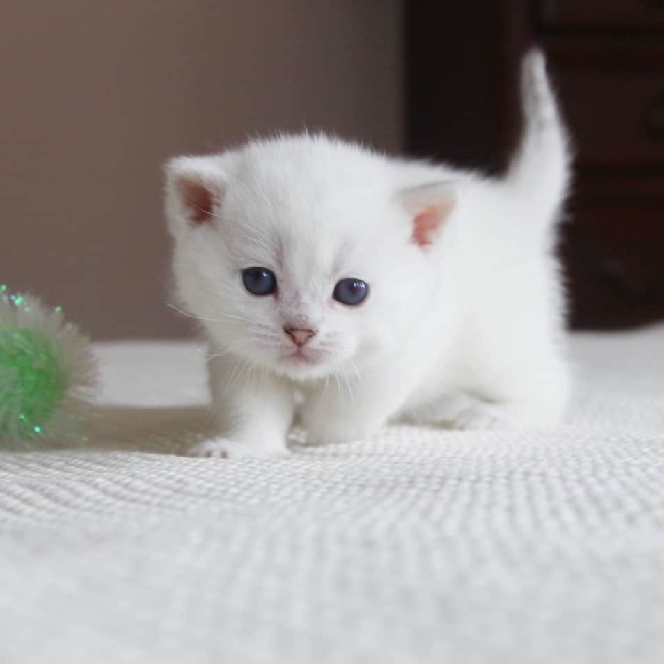 ミスター・ホワイトのインスタグラム：「Are you kitten me? 💕😸  #meow #cat #cute #catsofinstagram」