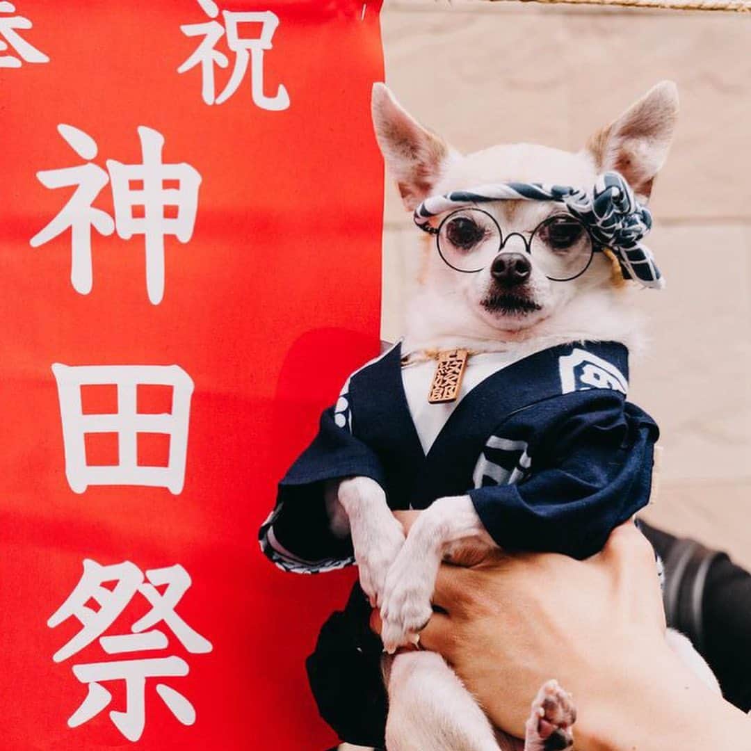紋次郎さんのインスタグラム写真 - (紋次郎Instagram)「Photo @meravos.travel   すごい暑さだ… 三日前はすずしくなかったっけ？ 最近、駅前は朝から選挙のせいで大声で名前を連呼… もう少し品のある選挙活動できないものかなあ  #dog#dogstagram#instadog#chihuahua#barkbox#mydogiscutest#buzzfeed#dog_features#fluffypack#barkpack#dogsofinstagram#犬#チワワ#手作り#handmade#着物#fashion#紋次郎一家#チーム茶#ふわもこ部#igersjp#peco犬部#dogfashion #whisky#神田祭」5月18日 7時28分 - montjiro
